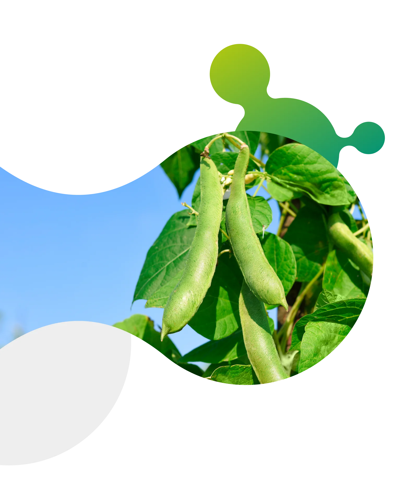 Fava de feijão verde em estágio de desenvolvimento, mostrando o crescimento saudável da planta no cultivo de feijão. Molécula Satis.