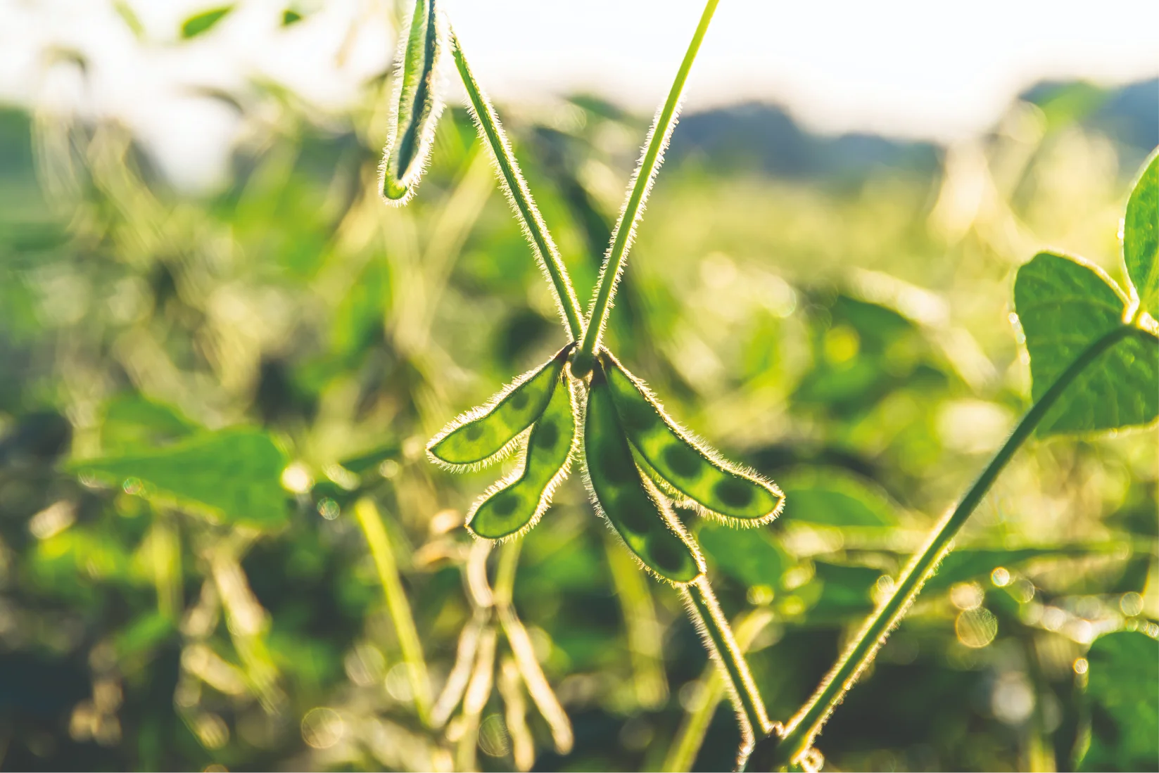 Cultivo de soja saudável com soluções de nutrição e tecnologia da Satis  para aumentar a produtividade e sustentabilidade da cultura.