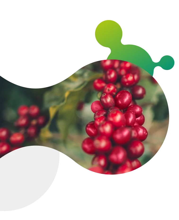Grãos de café vermelhos maduros em uma planta, representando a cultura do café e sua colheita na página dedicada da Satis.