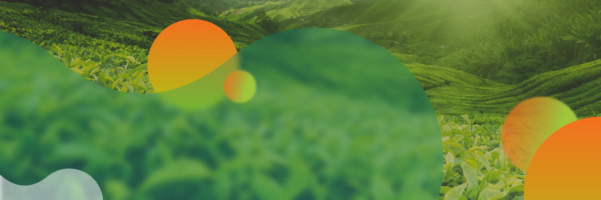 Inovar Satis Produtos Uma linha de soluções fisiológicas, nutricionais, biológicas e adjuvantes que impulsiona a produtividade na lavouras.