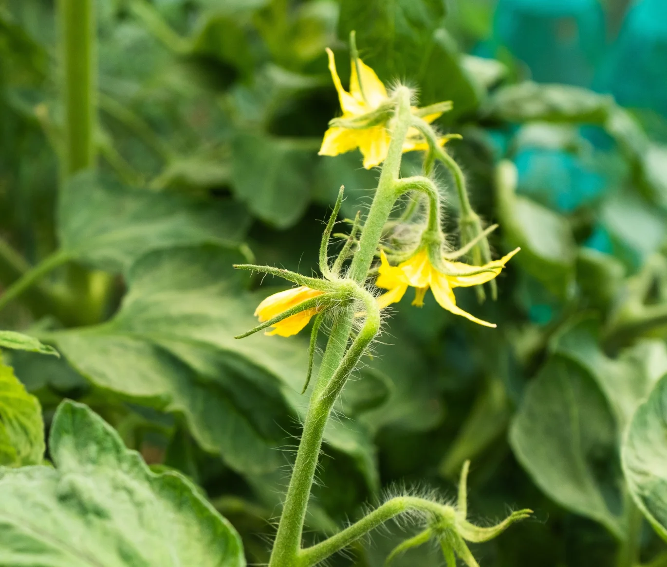 Vegetativo e florada