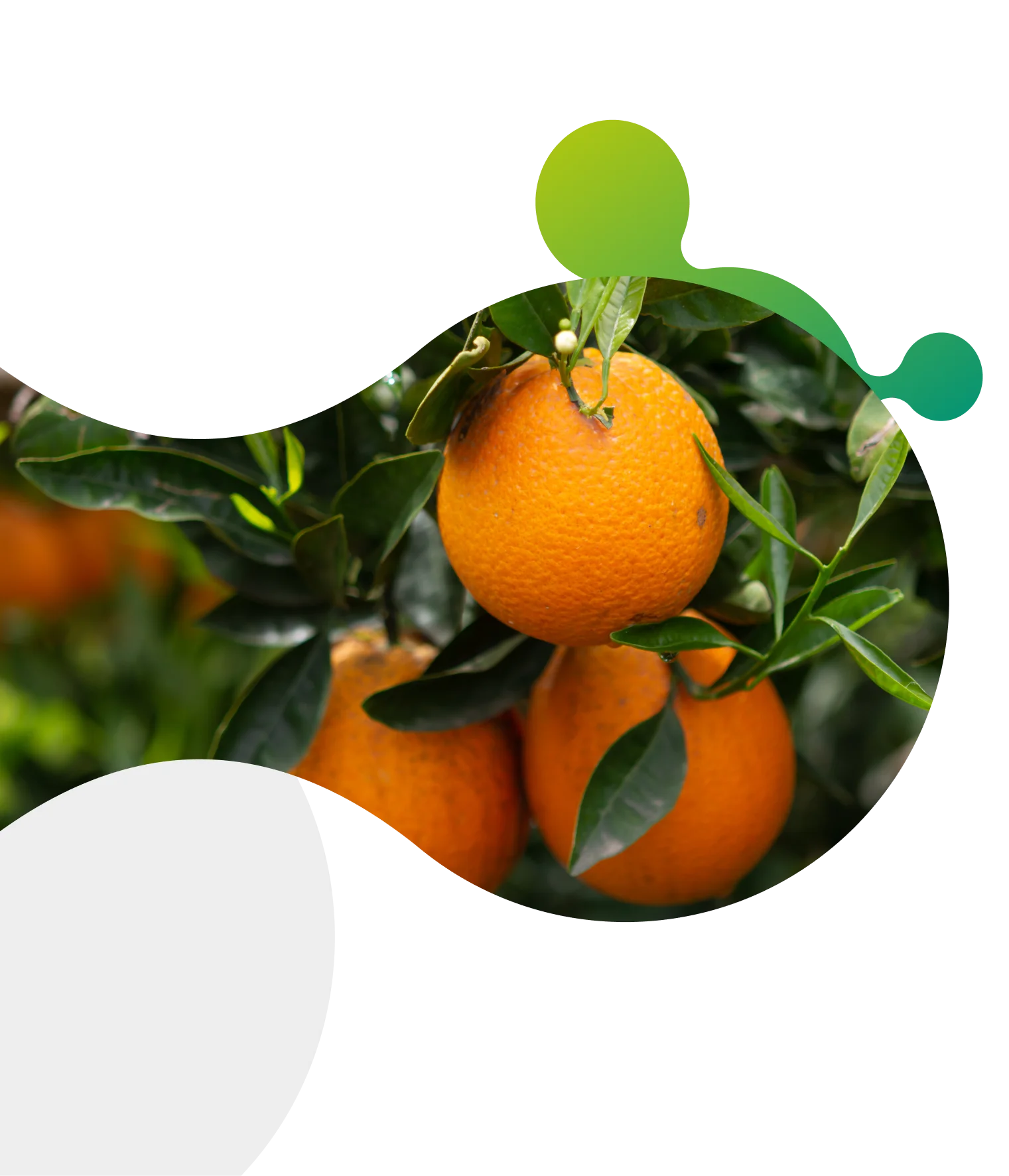 Molecula Satis mostrando laranjas em ponto de mudança de cor já pronta para colheita saudável com produtos Satis