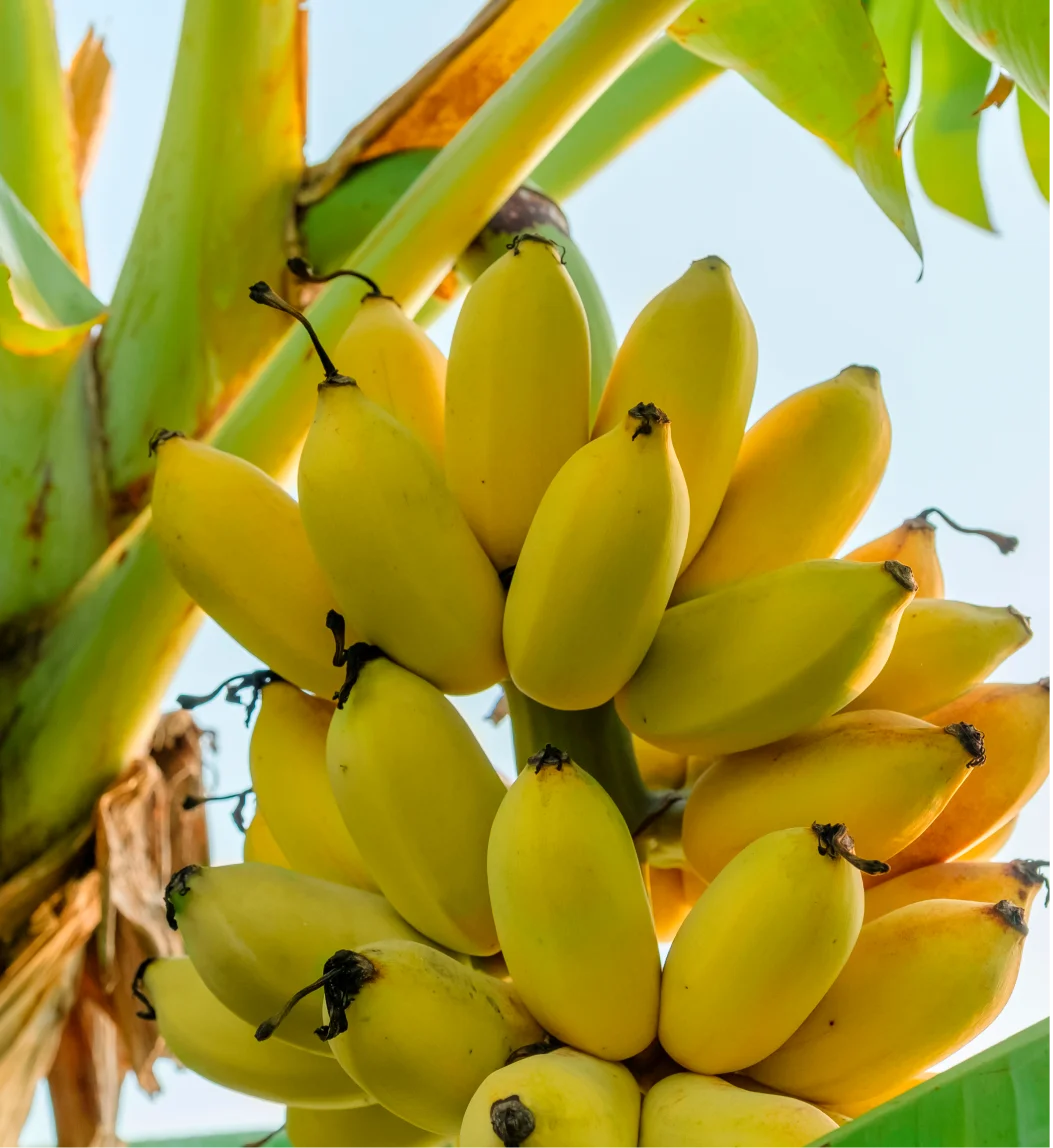 Bananas maduras em um bananal, destacando o cultivo saudável de frutas em uma plantação vibrante e bem cuidada com produtos Satis