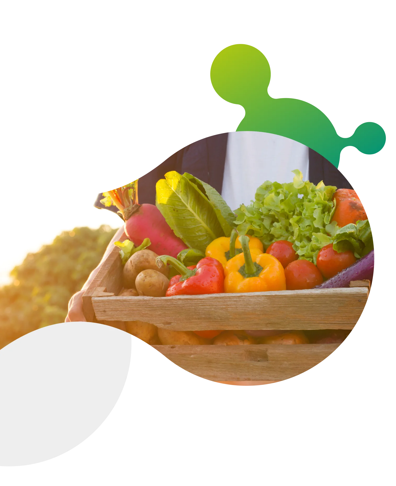 Mix de hortaliças saudáveis recém-colhidas em um caixote, cultivadas com o uso de produtos Satis, destacando qualidade e frescor