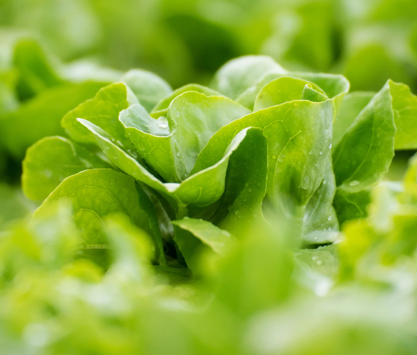 Alface saudável com folhas verdes vibrantes, simbolizando o cultivo de hortaliças frescas e nutritivas em um ambiente agrícola bem cuidado.