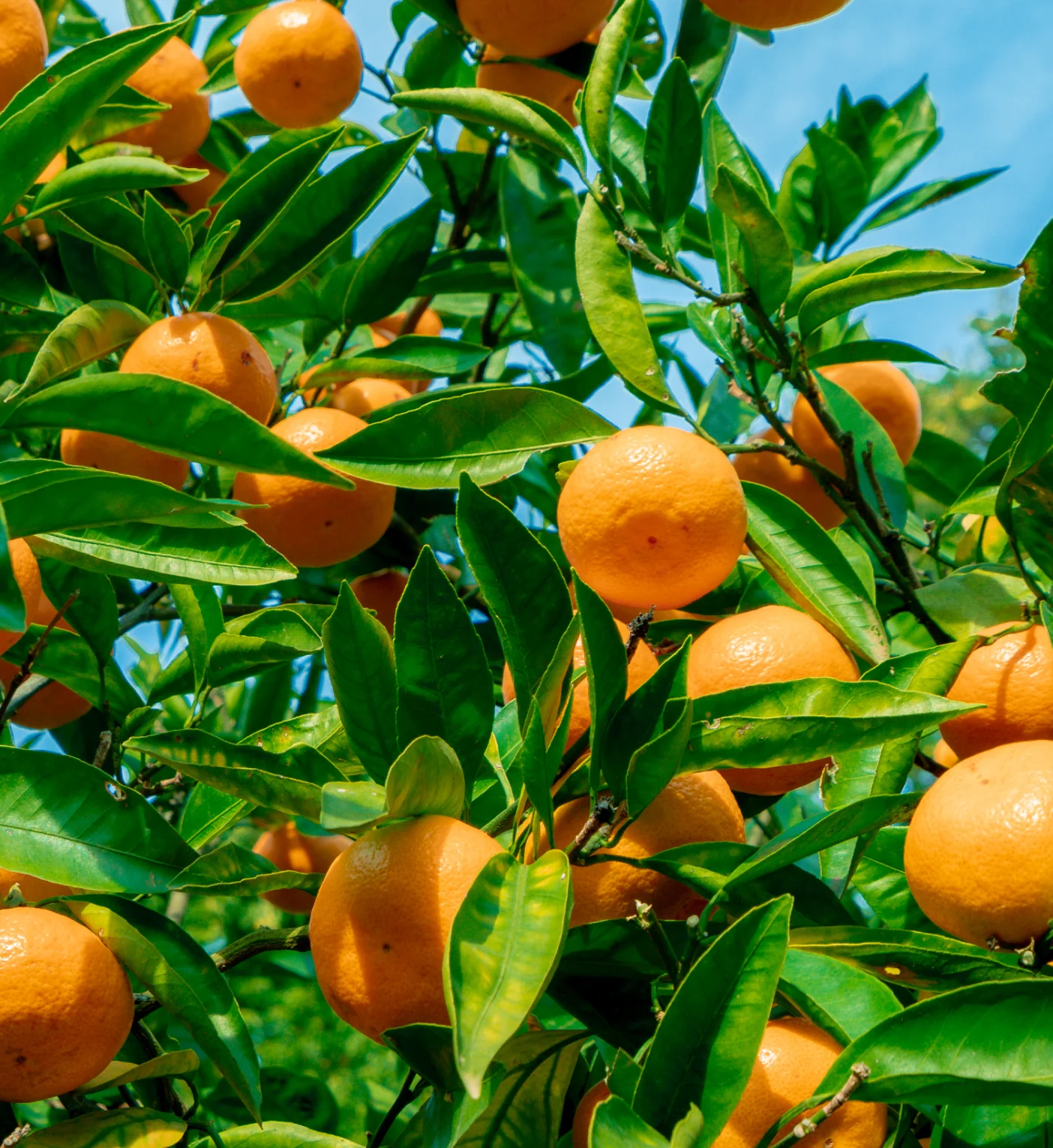 Imagem de pomares de citros em plena produção, com laranjas e limões saudáveis pendurados nas árvores, simbolizando a importância econômica e a qualidade dos produtos citrícolas no Brasil.