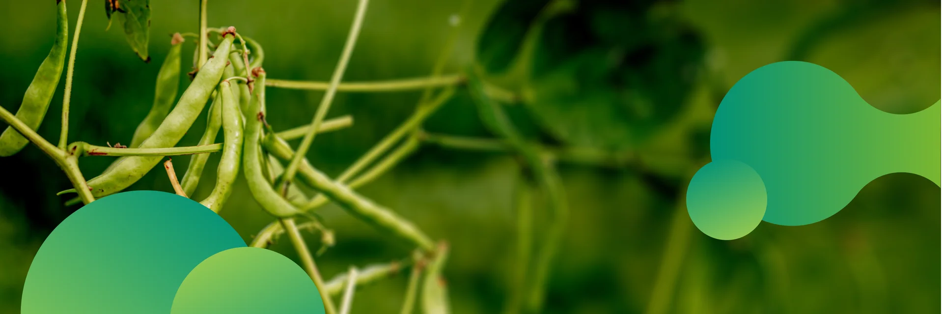 Fava de feijão verde em estágio de desenvolvimento, mostrando o crescimento saudável da planta no cultivo de feijão.