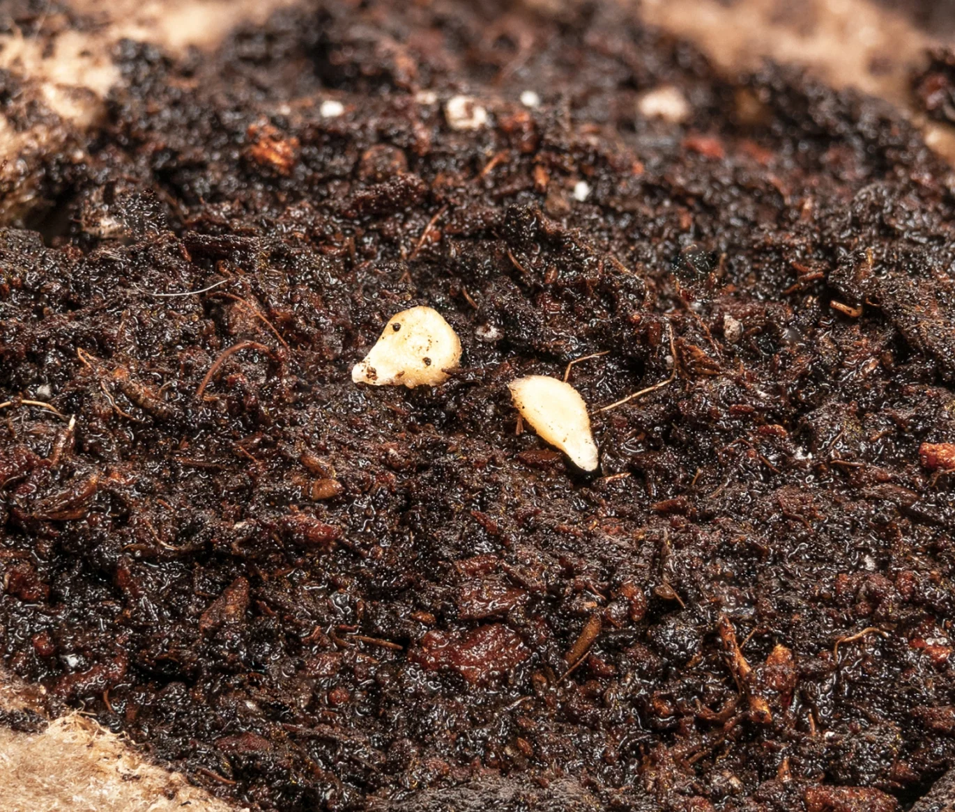 Plantio