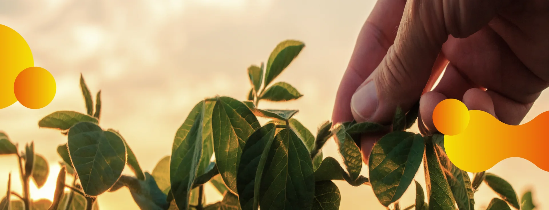 Inovação e tecnologia para o campo
