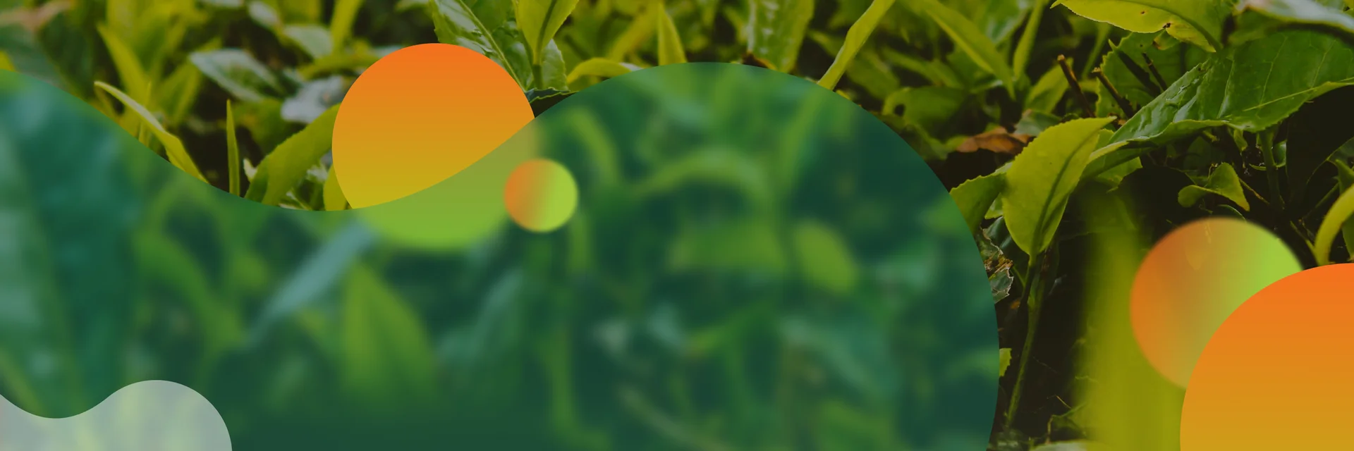 Inovar Satis Produtos Uma linha de soluções fisiológicas, nutricionais, biológicas e adjuvantes que impulsiona a produtividade na lavouras.