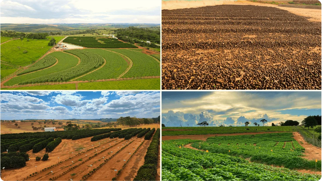 Campo Laboratório Satis