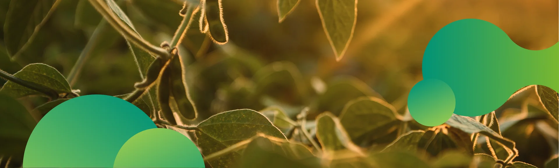 Campo de soja saudável com soluções de nutrição e tecnologia da Satis Agro para aumentar a produtividade e sustentabilidade.