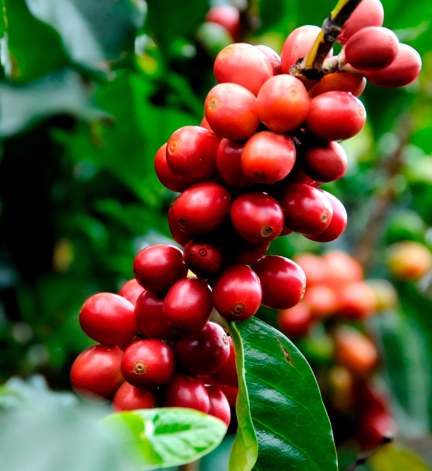 Grãos de café maduros em um ramo, representando a colheita saudável e produtiva de uma lavoura, símbolo da cafeicultura brasileira