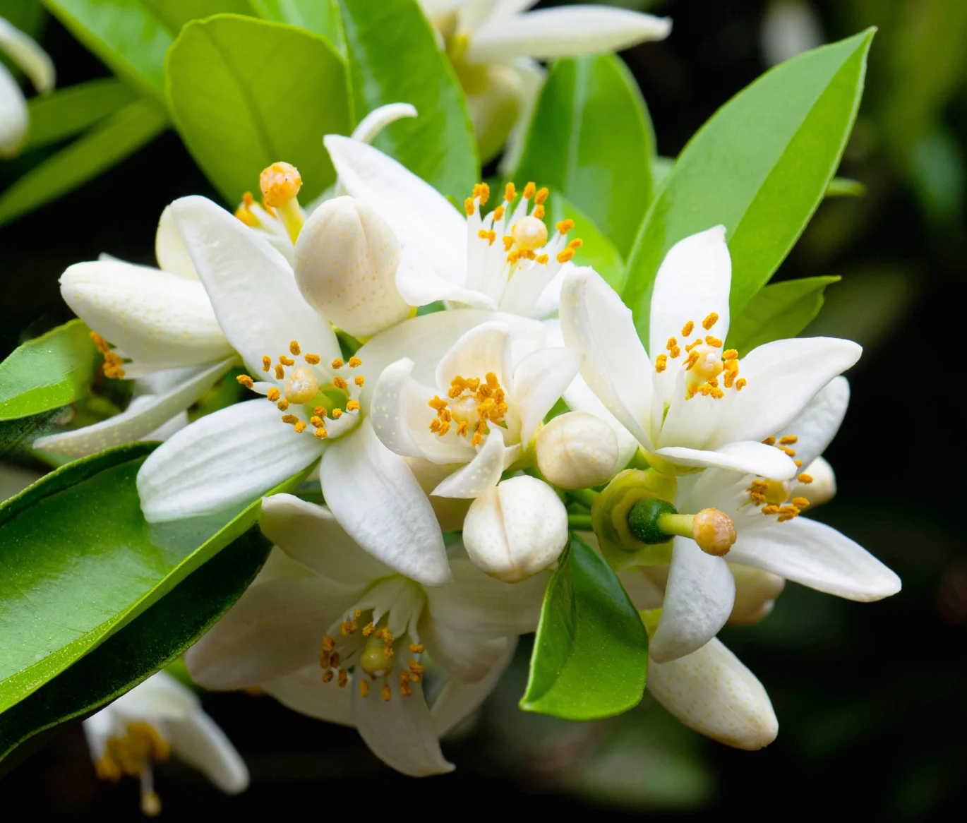 Pré florada/florada