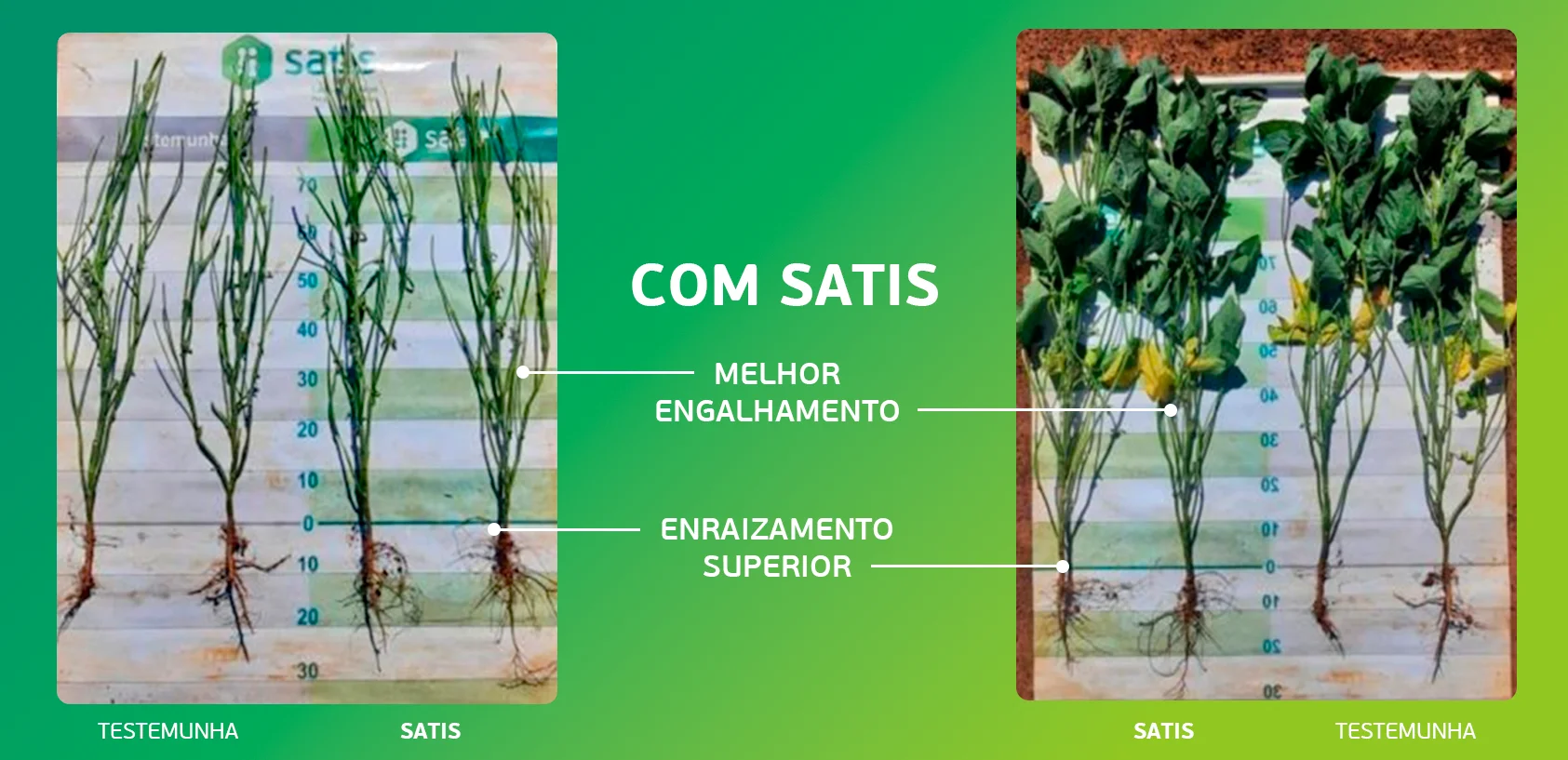 Melhor engalhamento e maior enraizamento da soja com Soymax.