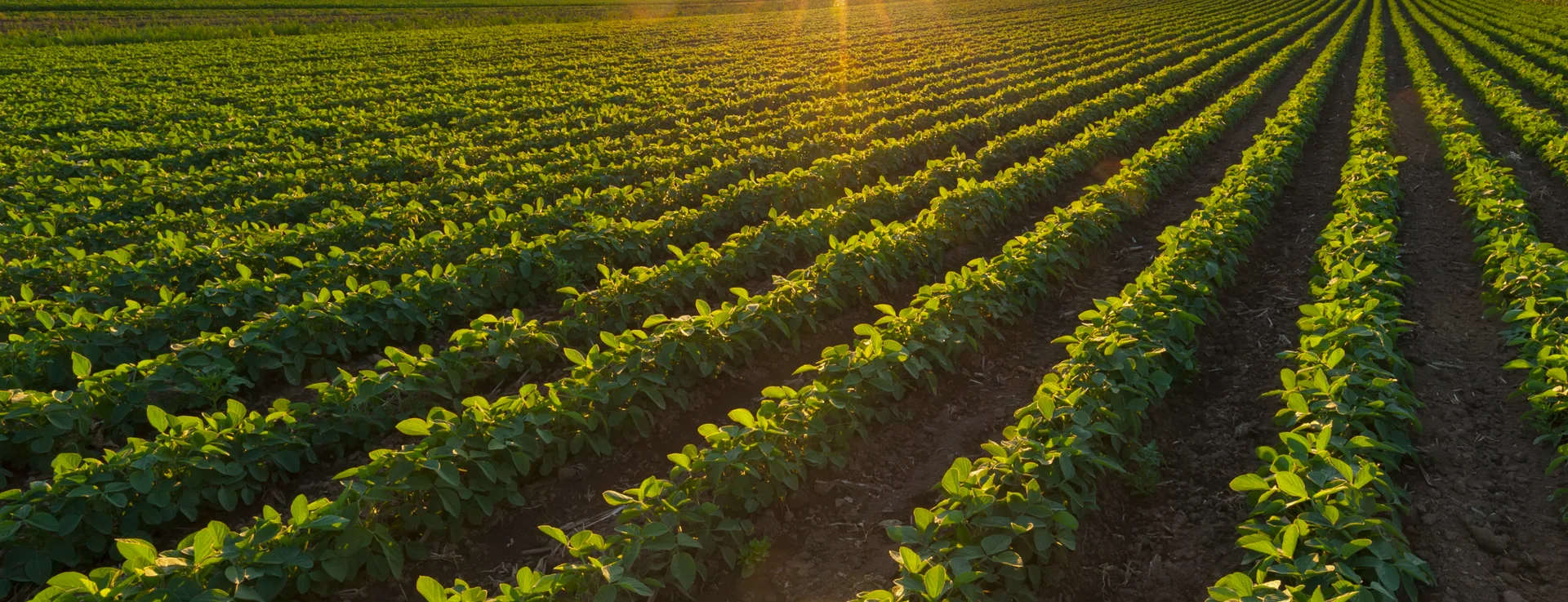 Inovação e tecnologia para o campo