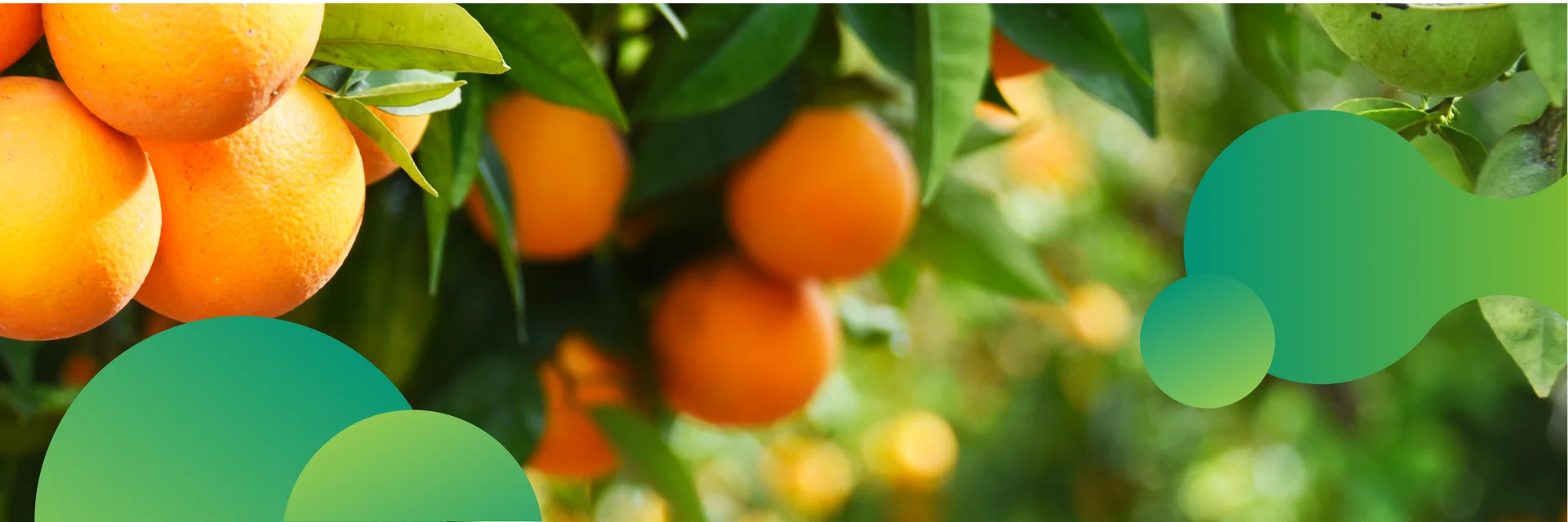 Laranjas saudáveis e maduras, destacando seu desenvolvimento natural e qualidade no cultivo de frutas