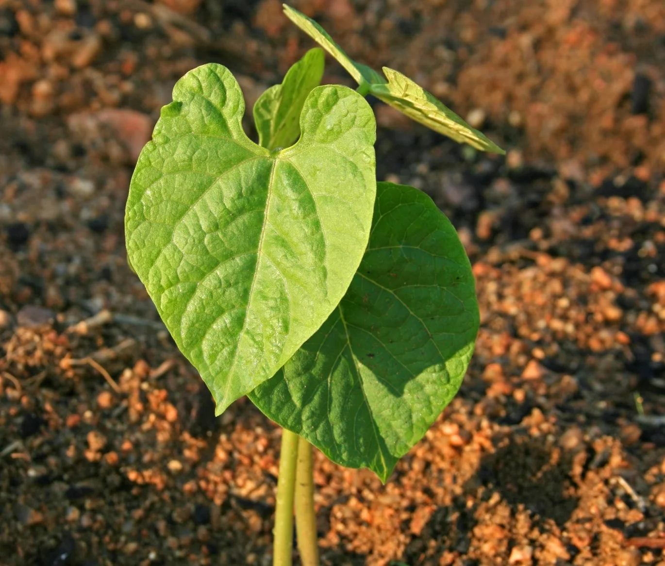 Vegetativo