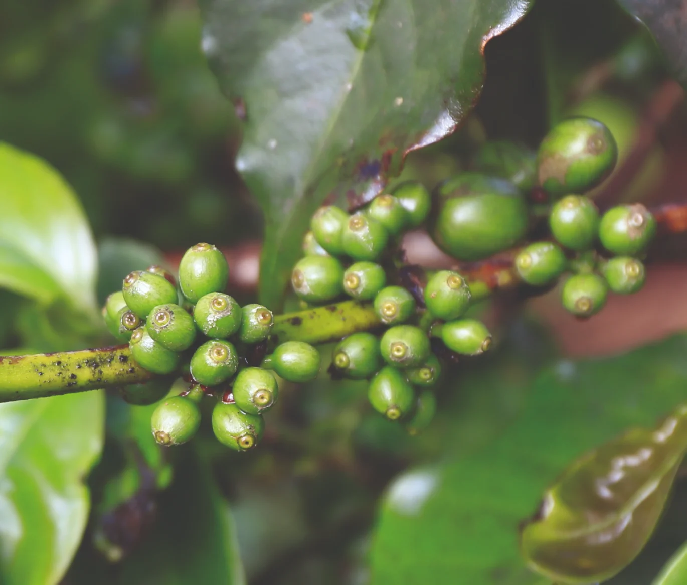 Crescimento vegetativo e expansivo de frutos