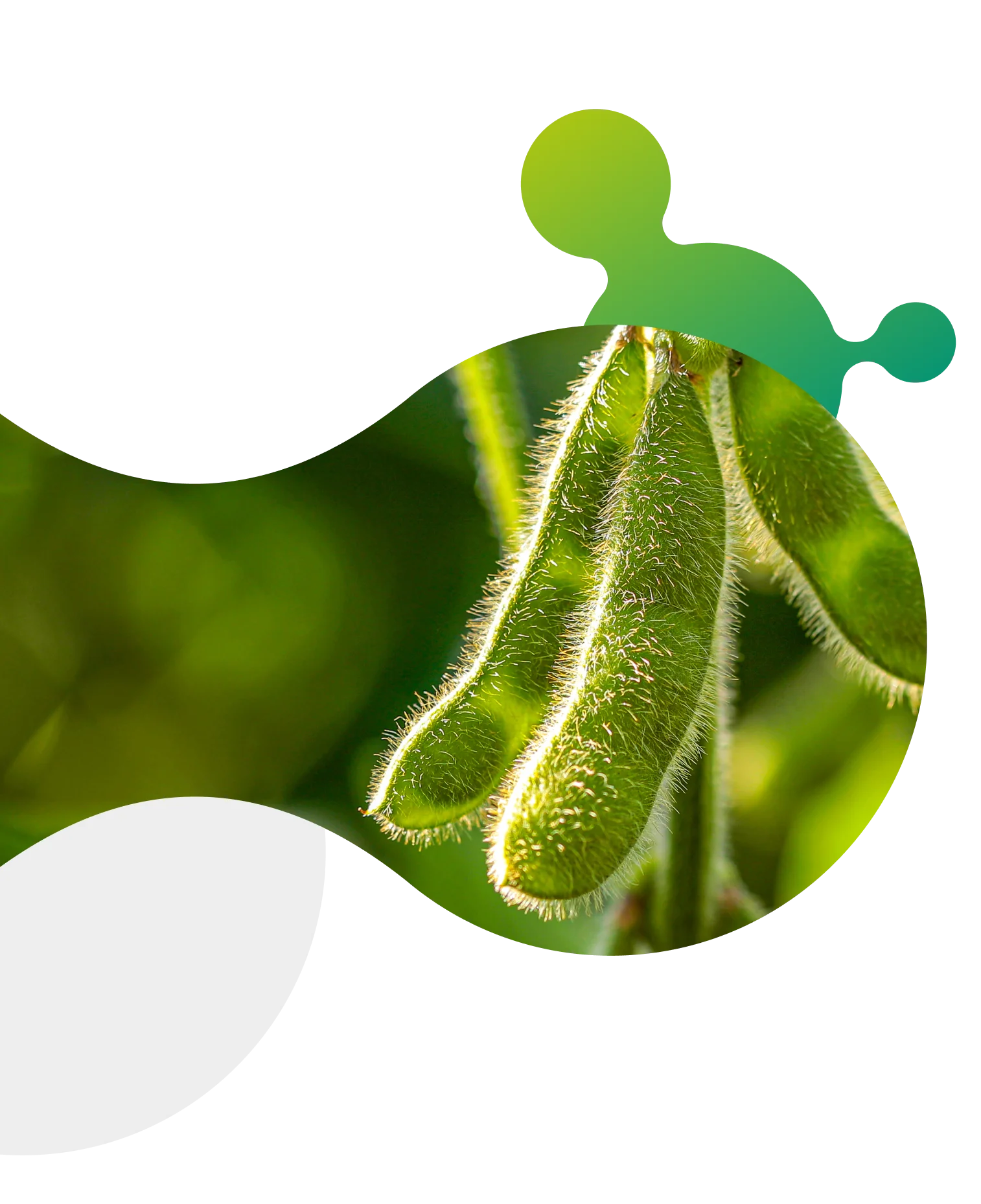 Lavoura de soja saudável com soluções da Satis, incluindo nutrição, fisiologia, manejo biológico e adjuvantes, que ajudam produtores rurais a superar desafios e aumentar a produtividade.